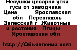 Несушки цесарки утки гуси от заводчика › Цена ­ 550 - Ярославская обл., Переславль-Залесский г. Животные и растения » Птицы   . Ярославская обл.